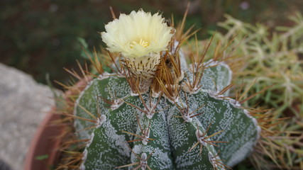 cactus