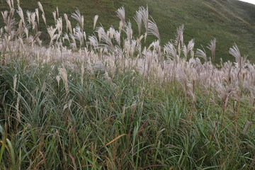 曽爾高原のすすき