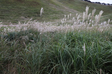 曽爾高原のすすき