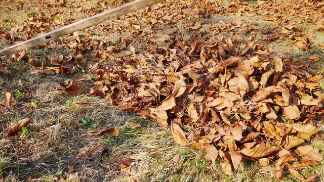 7 in 1 Autumn chores at garden: collecting dead walnut leaves with a rake. 