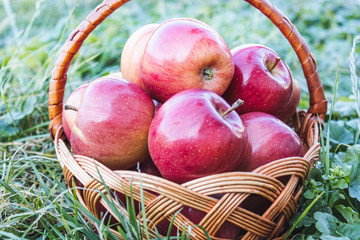 Ripe red apples on green grass in a wicker basket on a background of nature. Vitamins and a healthy...