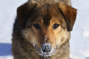 Dog