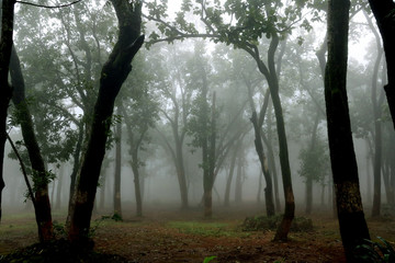 Obraz premium monsoon