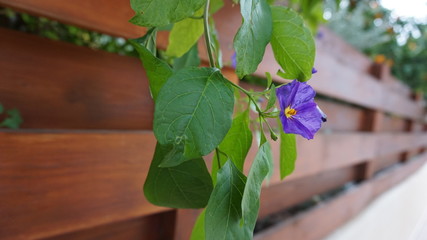 flowers on wooden background