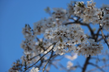 桜