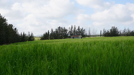 green grass field and blue sky