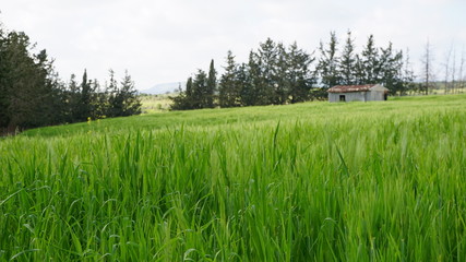 green field of wheat