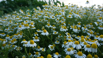 field of daisies