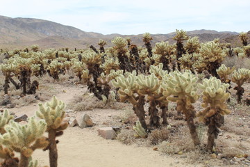 Cholla Cactus Garden - Joshua Tree National Park - California - USA 