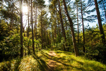 forest in Poland, small path with light and shadow