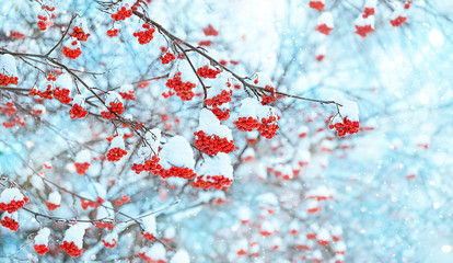Rowan tree in snow. beautiful winter landscape with snowy bunches of Red rowan berries. winter scene with frozen trees, natural abstract background. winter festive season. cold frozen weather.