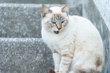 Naklejka na ściany i meble 伊良湖の猫