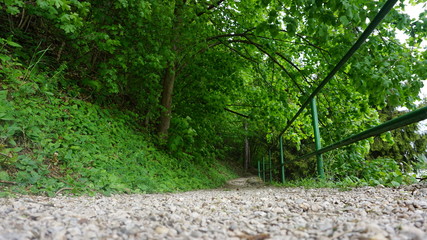 pathway to deep fores