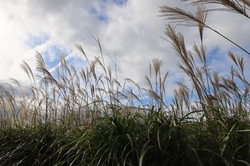 曽爾高原のすすき