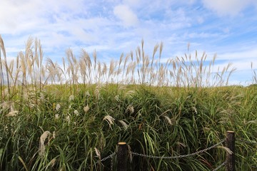 曽爾高原のすすき