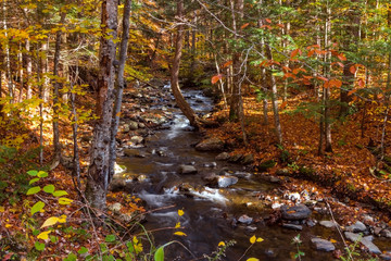 autumn in a beautiful forest