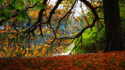 Obraz premium autumn in the park