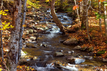 fall foliage in the forest