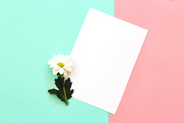 White chrysanthemum with copy space on a mint and pink background