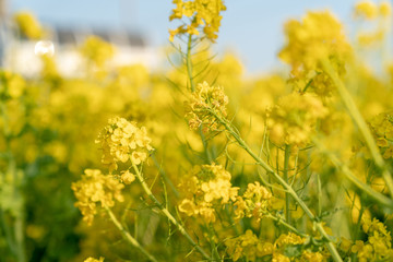 伊良湖の菜の花