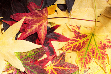 Fototapeta premium Bunch of colorful autumn maple leafs