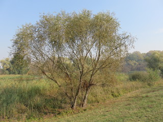 Carska bara Zrenjanin Serbia Nature Reserve Wildlife Sanctuary 