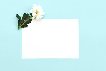 White chrysanthemum with copy space on a mint blue background
