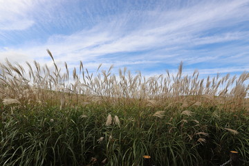 曽爾高原のすすき