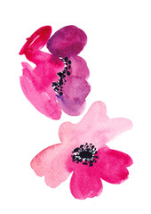 Bright Pink Watercolor Poppies Striking