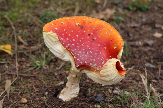 Fliegenpilz