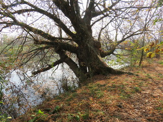 Obraz premium Carska bara Nature reserve Zrenjanin Serbia landscape in the autumn