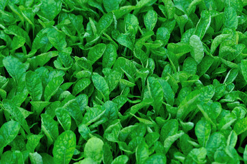 Green radish leaf plants in growth at vegetable garden