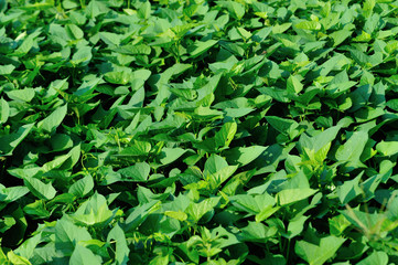 Green sweet potato leaves in growth at filed