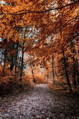 Footpath in scene autumn forest nature.