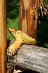 an edible mushroom had been placed on a wooden fence in the sunlight