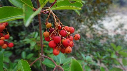 forest berries 