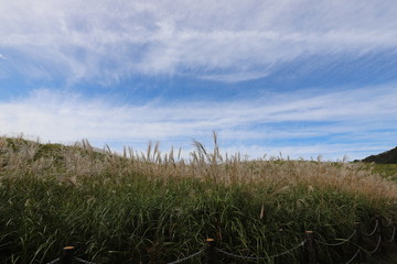 曽爾高原のすすき
