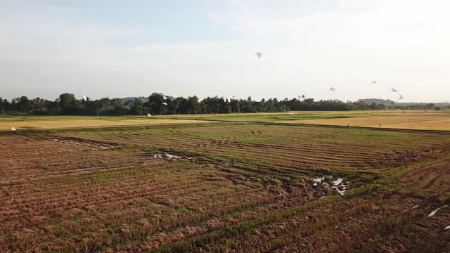 Aerial view tracking white egrets fly in paddy field at Kubang Semang, Penang.