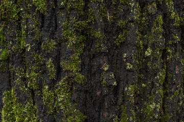 tree bark
