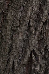 tree bark