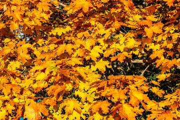 Ahornbäume strahlen golden in der Herbstsonne