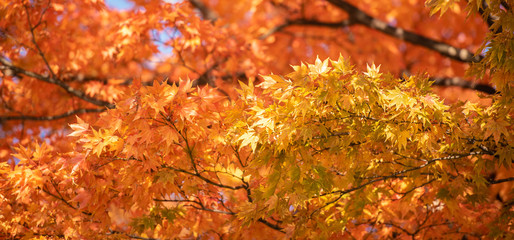 Autumn Red Maple Leaves with copy space background.