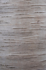 the bark of the birch tree