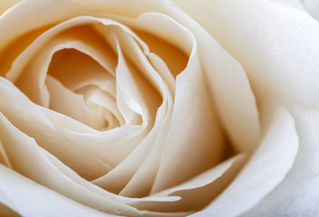 White rose as background