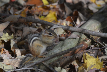 Chipmunk on forest floor