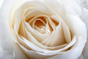 White rose as background