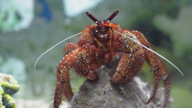 White spotted Hermit crab which is one of the most colorful hermit crabs that spend their lives in empty gastropod shells.