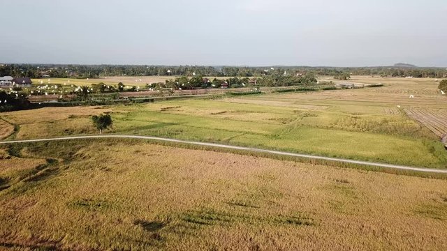 Aerial view white egrets fly at Kubang Semang, Pulau Pinang.
