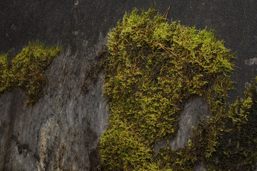 moss on the stone