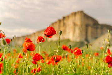 Booming poppies in a field on sunset